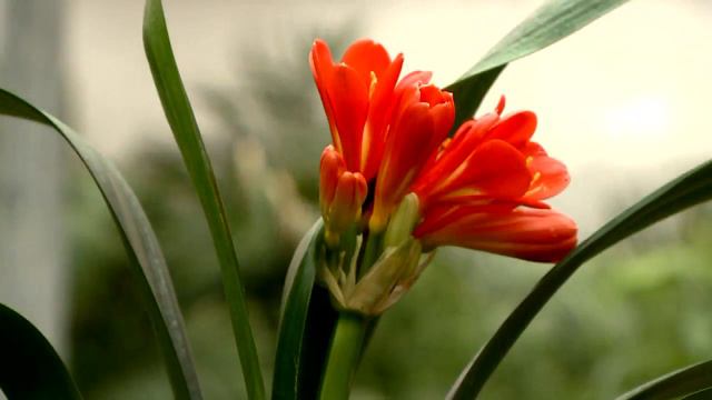 Clivia.mp4 смотреть онлайн
