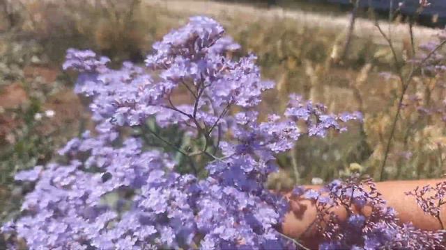 Flower magic ;The charm and beauty of the world of flowers смотреть онлайн