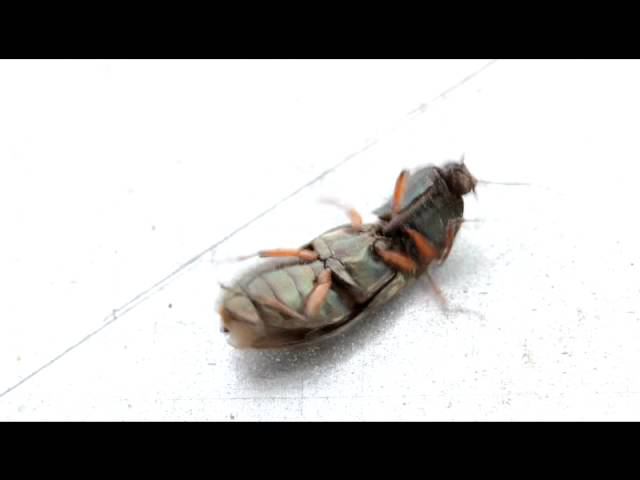 Жучья благодарность, или милоСЕРдие.