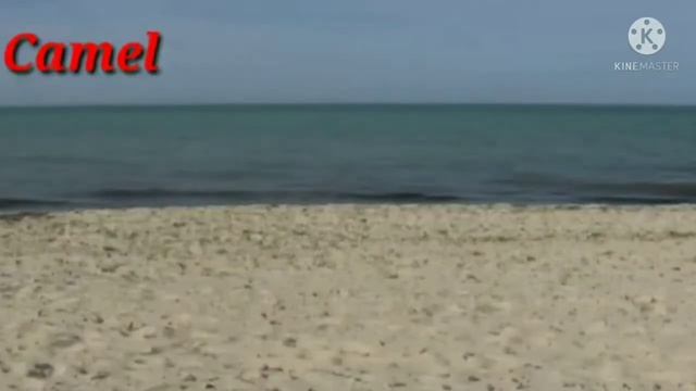 Domestic Animals,Wild Animals, Water Animals || Animals And Its Uses|| All Animals For Kids ||