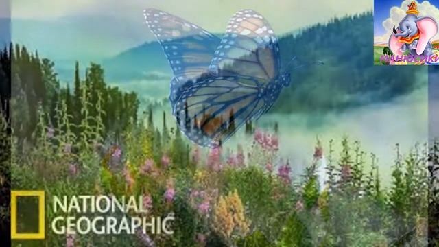 Классическая музыка для детей и взрослых Релакс . Слушать классику. Бетховен , Шопен , Чайковский смотреть онлайн