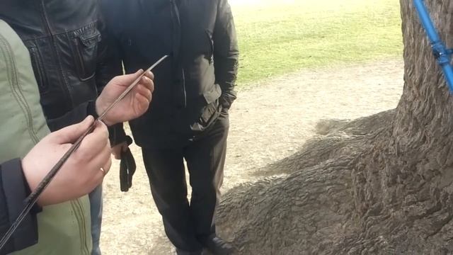 Извлечение керна из дерева смотреть онлайн