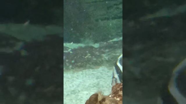 Океанариум Воронеж смотреть онлайн
