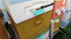 при осмотре пчел в мае увидел маточники, дальнейшие действия - вариант 2