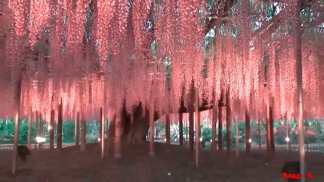 Японская музыка -Глициния смотреть онлайн