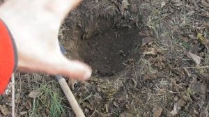 Посадка привитой черешни осенью - мой опыт