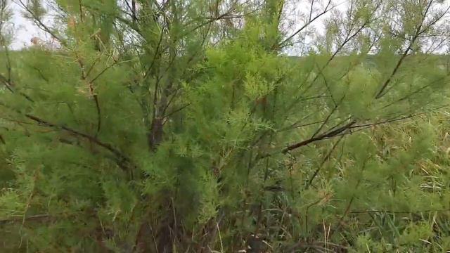 павловнія тамарикс софора і що це таке смотреть онлайн