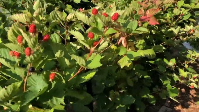 Review: Thornless Blackberry