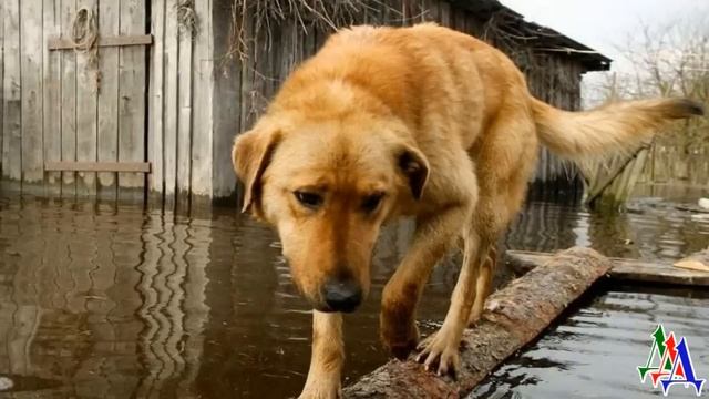 - Да БРОСЬ ты ПСА! В лодке МЕСТА для ШАВКИ твоей НЕТ, - но старик взял на руки Джека и пошёл к дому смотреть онлайн