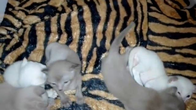 тонкинские котята питомника Корнелита смотреть онлайн