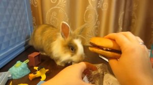 McDonalds и Кролик Баффи и Happy Meal ! ОБЫЧНАЯ ЕДА ПРОТИВ ОВОЩНОЙ ! Обзор Хеппи Мила