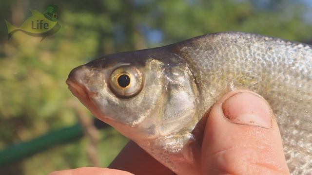 Клюет ли лещ также хорошо после дождя как карась? Как клюет лещ во время дождя и перед дождем? смотреть онлайн