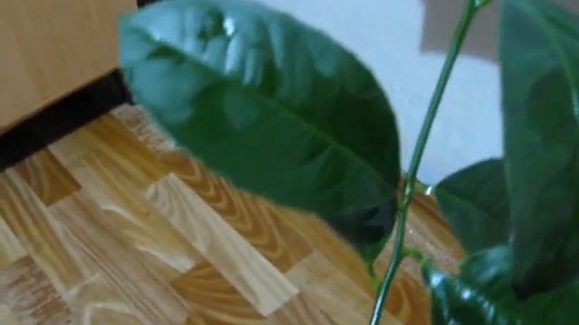 Удаление плодоножек на павловском лимоне смотреть онлайн