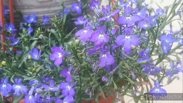 Lobelia Erinus plant care and propagation 29/3/2021(Urdu/Hindi) смотреть онлайн