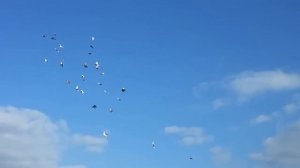 Голуби - вертуны в полёте (Бесчубые вертуны)