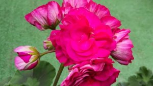 #608. ИВ Есфирь Прекрасная и ЮГ Элина Быстрицкая осеннее цветение!