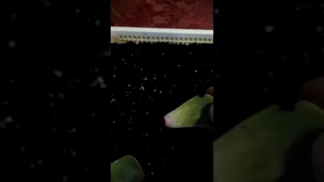 Размножение секулентов из семейства эчеверия смотреть онлайн