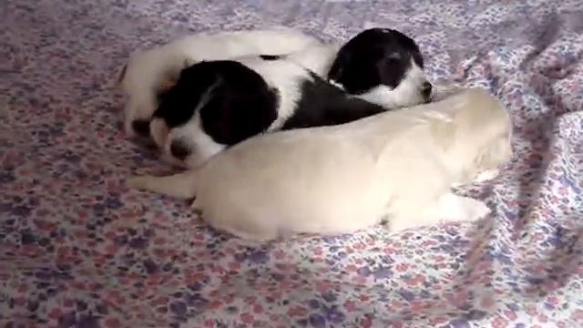 ODIS , ОДІС , ОДИС смотреть онлайн