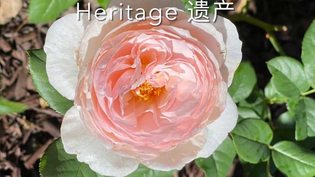 20 Most Fragrant Roses in My Garden ｜20款最香/浓香玫瑰｜ 2022｜Zone 5b смотреть онлайн