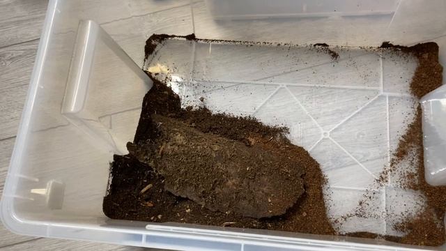 My GIANT CENTIPEDE got SICK! (Scolopendra gigantea) смотреть онлайн