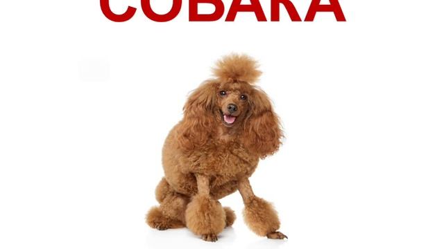 Мама-сурдопедагог. Кохлеарная имплантация. Слабослышащие дети. Занятия. Учимся читать. Собака смотреть онлайн