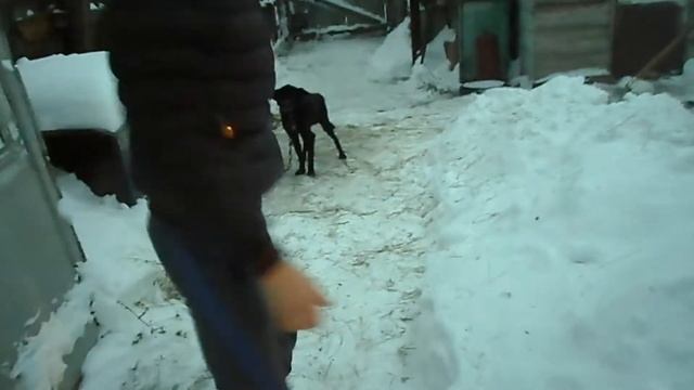 Овцы содержание и уход