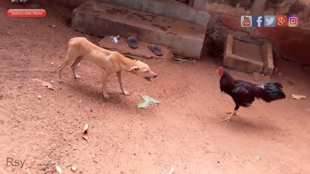 rooster vs dog смотреть онлайн