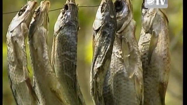 ДИАЛОГИ О РЫБАЛКЕ. ЗОЛОТОЙ ФОНД. ВОБЛА.© смотреть онлайн