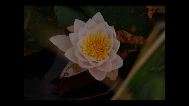 Bach Siciliano BWV 1031 смотреть онлайн