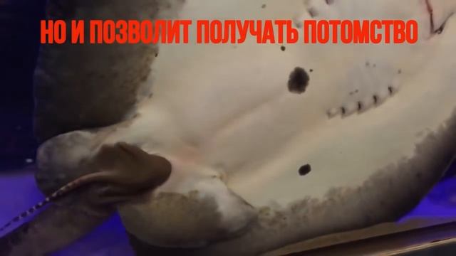 Пресноводный аквариумный скат Моторо смотреть онлайн