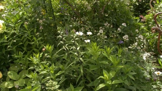 Обзор сада. Холодный и дождливый июль. Зацвели розы,колокольчики,мартагоны.... смотреть онлайн