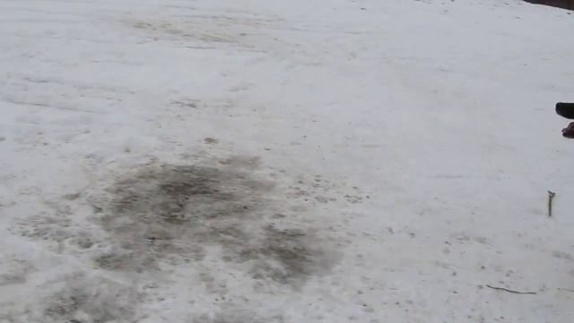 My English Mastiff's & Caucasian Ovcharka" :) смотреть онлайн