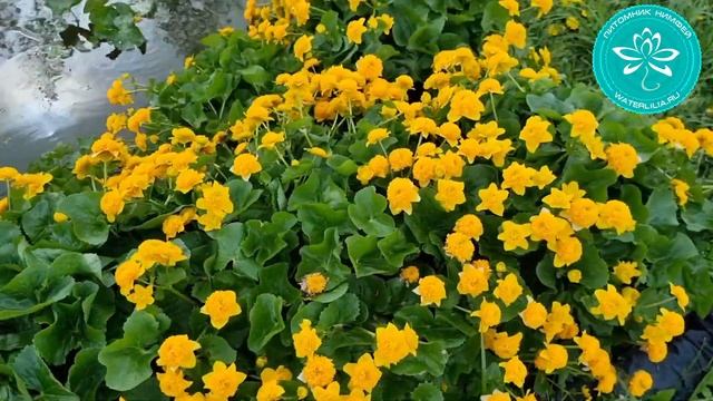 Калужница болотная Мультиплекс, Caltha Palustris Multiplex