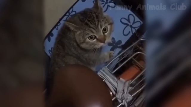 Best Funny Cat Videos That Will Make Your Day Better ??