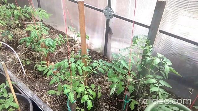 Передозировка нормы удобрения! Томаты просят помощь! смотреть онлайн