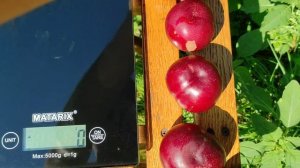 Межвидовой Гибрид Персик - слива.