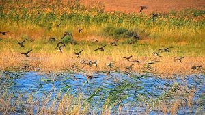 Открытие охоты на утку 2017. Удачная охота на уток неподалеку от дома. Очень много утки.