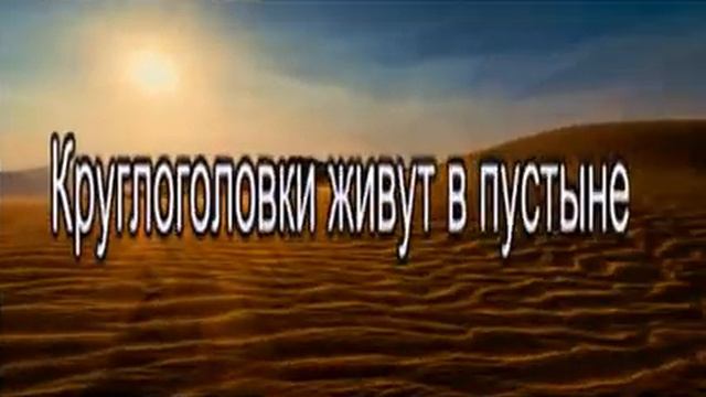 животные пустыни смотреть онлайн
