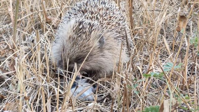 Ёжик ест мышку смотреть онлайн
