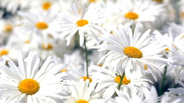 Моя первая работа в Сони Вегас ПРО 13. " Буйные краски цветов" смотреть онлайн