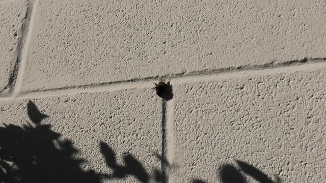 Bombo (Bombus terrestris) - Bumblebees смотреть онлайн
