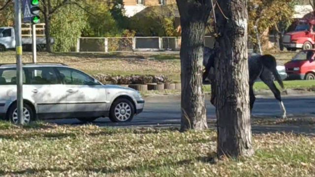 Переход буденовца через переход или смешались в кучукони люди... смотреть онлайн