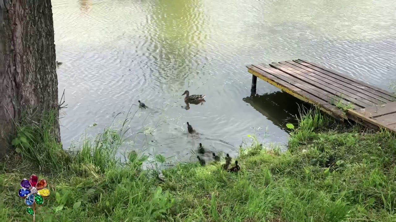 Утка с утятами. Duck with ducklings. Живая природа. Умиротворение. Смотреть всем! Познавательно. смотреть онлайн