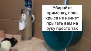 10 трюков - дрессировка крысы / мыши - мини-уроки