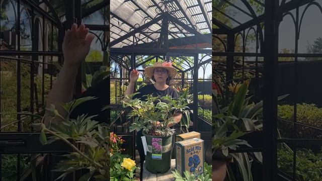 Itoh Peonies: The Only Peony for Southern California смотреть онлайн