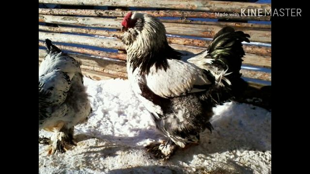 Алтайские куры. смотреть онлайн