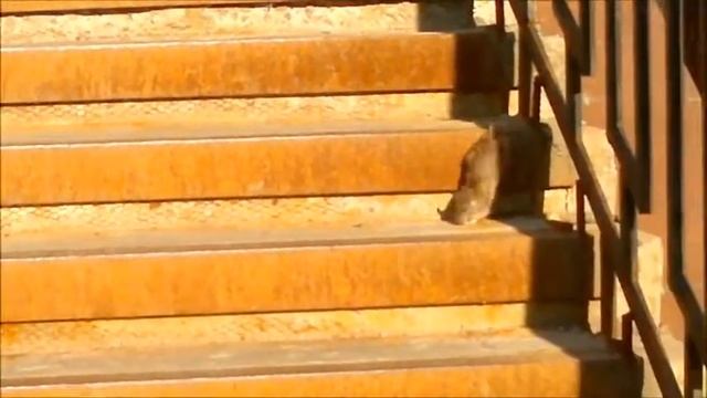 Нашествие крыс. С-Пб, ул. Антонова-Овсеенко, д.5, к.1.