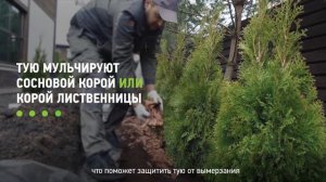 ? УХОД ЗА ТУЕЙ. Хитрости, которые нужно знать | ТУЯ на участке