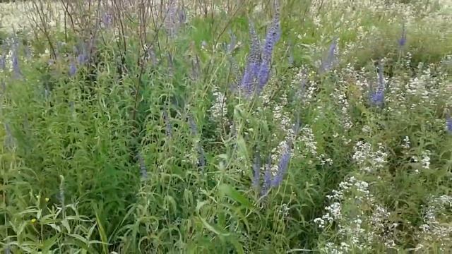 АЛЬПИЙСКИЕ ЛУГА ЗА ОГОРОДОМ! ШИКАРНЫЕ ЦВЕТОЧКИ И НАША РЕЧКА! ЧАСТЬ 1 смотреть онлайн