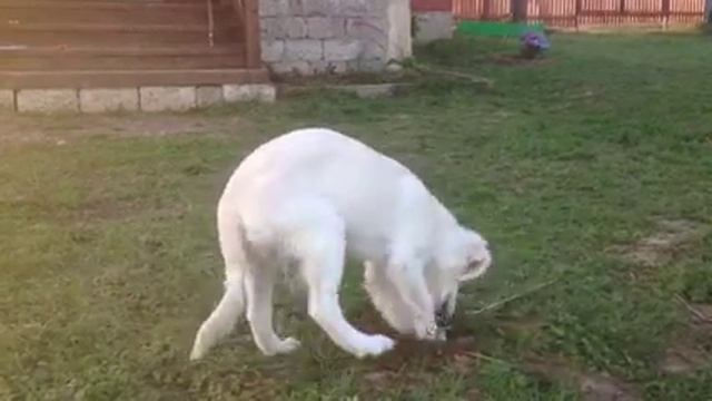 Дачница смотреть онлайн